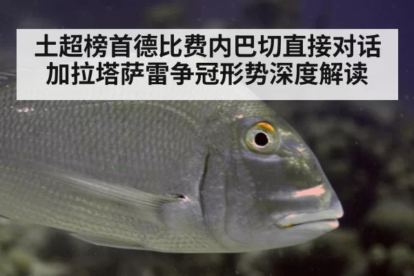 土超榜首德比费内巴切直接对话加拉塔萨雷争冠形势深度解读
